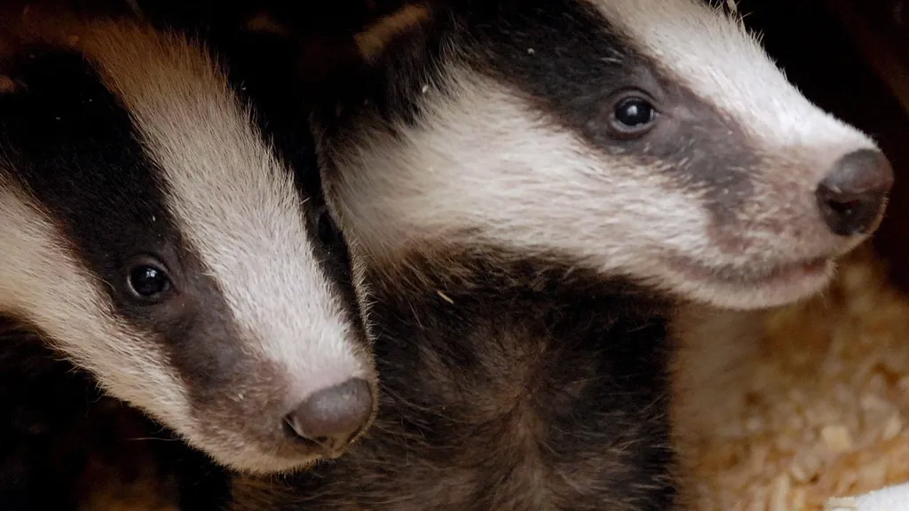 24/7 on Nieuwsuur: Does the Migration Pact Work? • Badgers in the Netherlands • Vote on ICC Chief Prosecutor