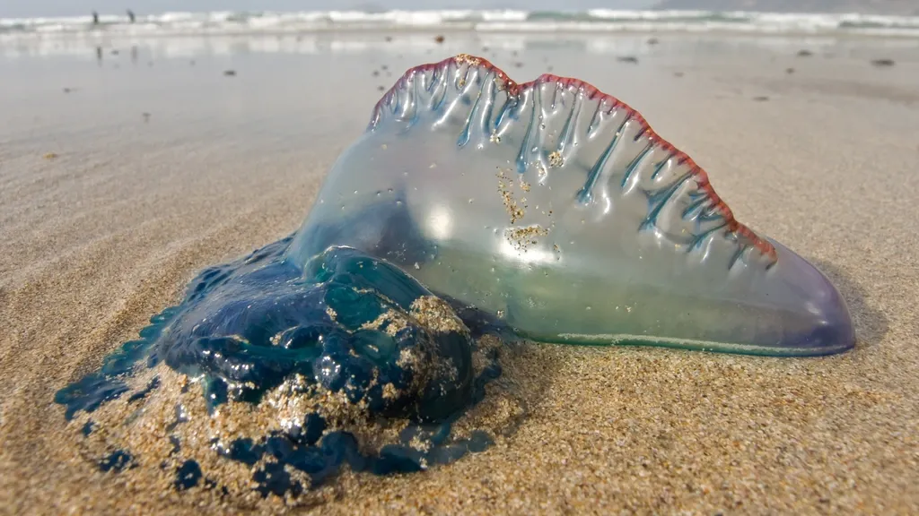 Colorful “jelly” stings more than 100 people on Spanish beach: ‘Could become a plague’