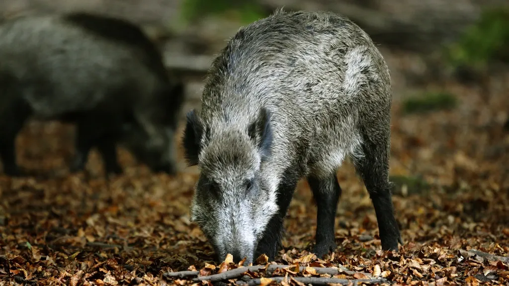 Flemish hunters’ association urges allowance for hunting wild boar with bow and arrow