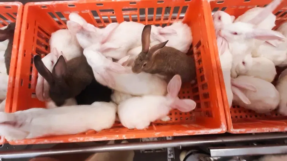 State Secretary Erkens says he's shocked by rabbit-transport footage but questions activists’ motives