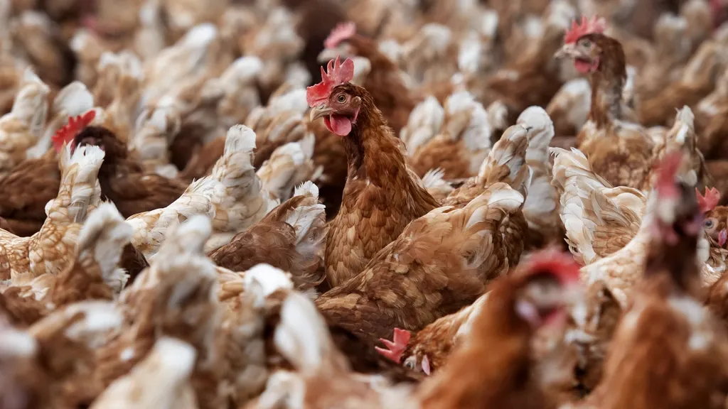 Minister vows to do everything to save permits for Brabant poultry farmers