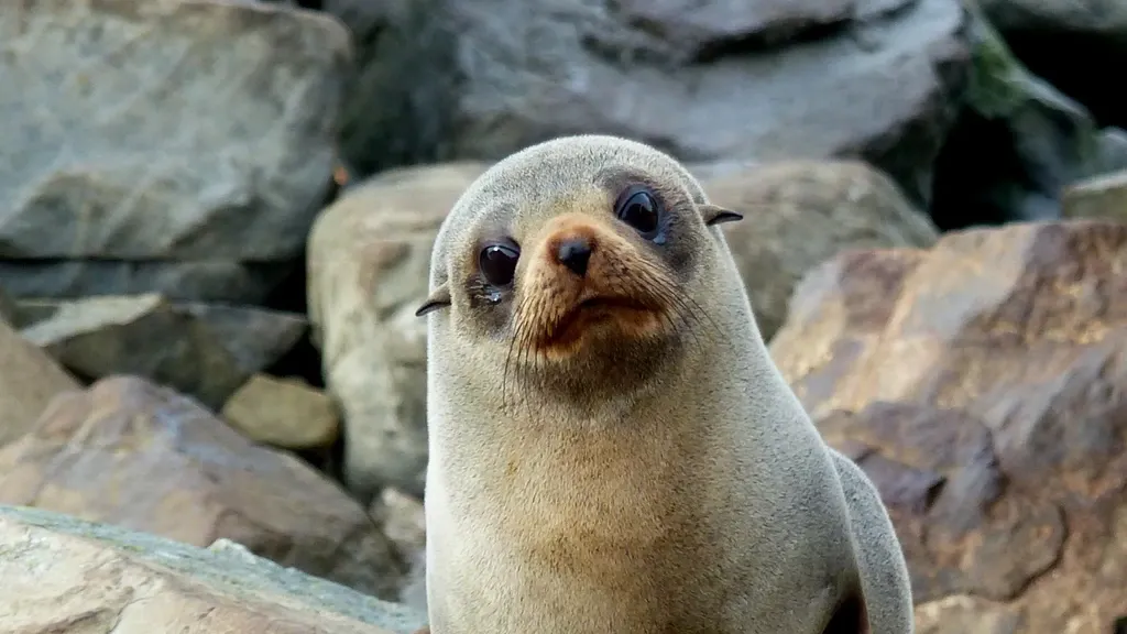 Australian sea lion is first mammal in Australia to die from bird flu